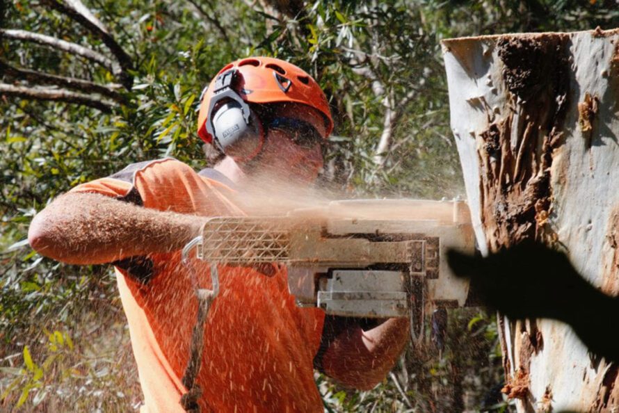 Arborist Website Design & Marketing - Agility Trees: Redback